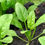 Thumbnail: Spinach Live Plant