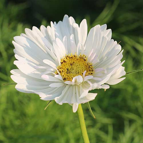 Thumbnail: Cosmos Flower Plant