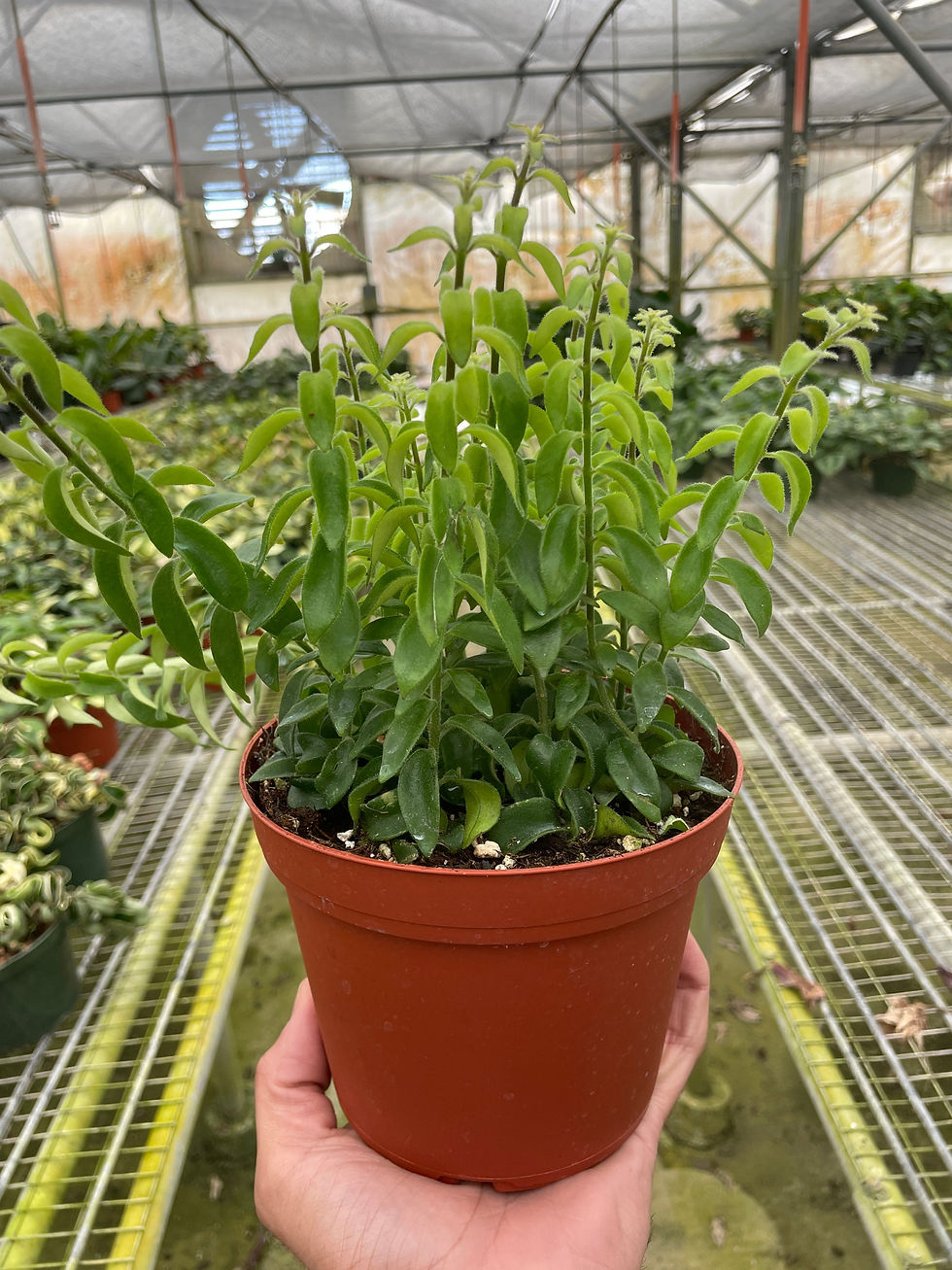Thumbnail: Curly Lipstick Plant