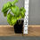 Thumbnail: Basil Herb Live Plant - Seedlings/Plugs and Plants - 3"- 12" tall - 30-60+ days 