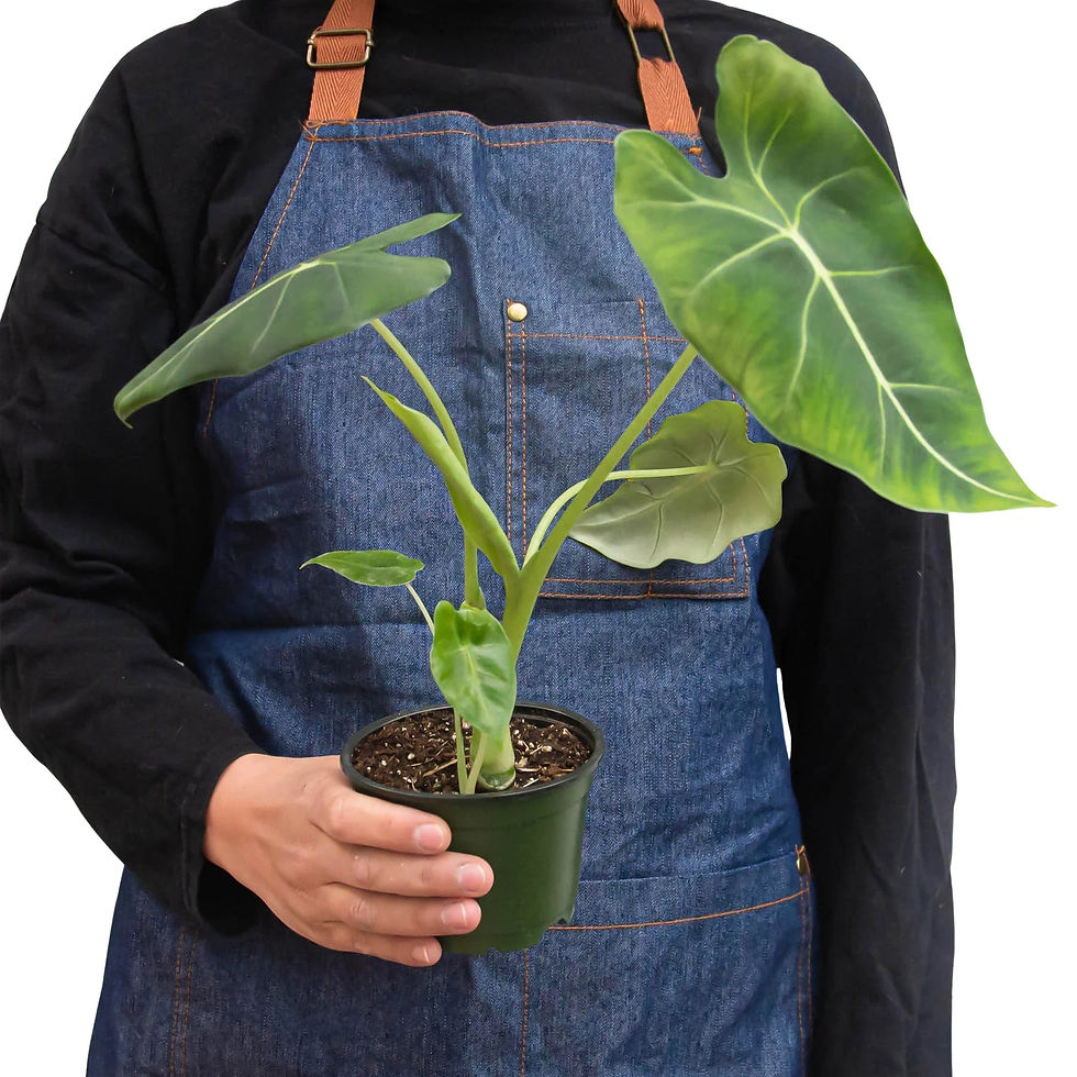 Thumbnail: Alocasia Micholitziana 'Frydek'