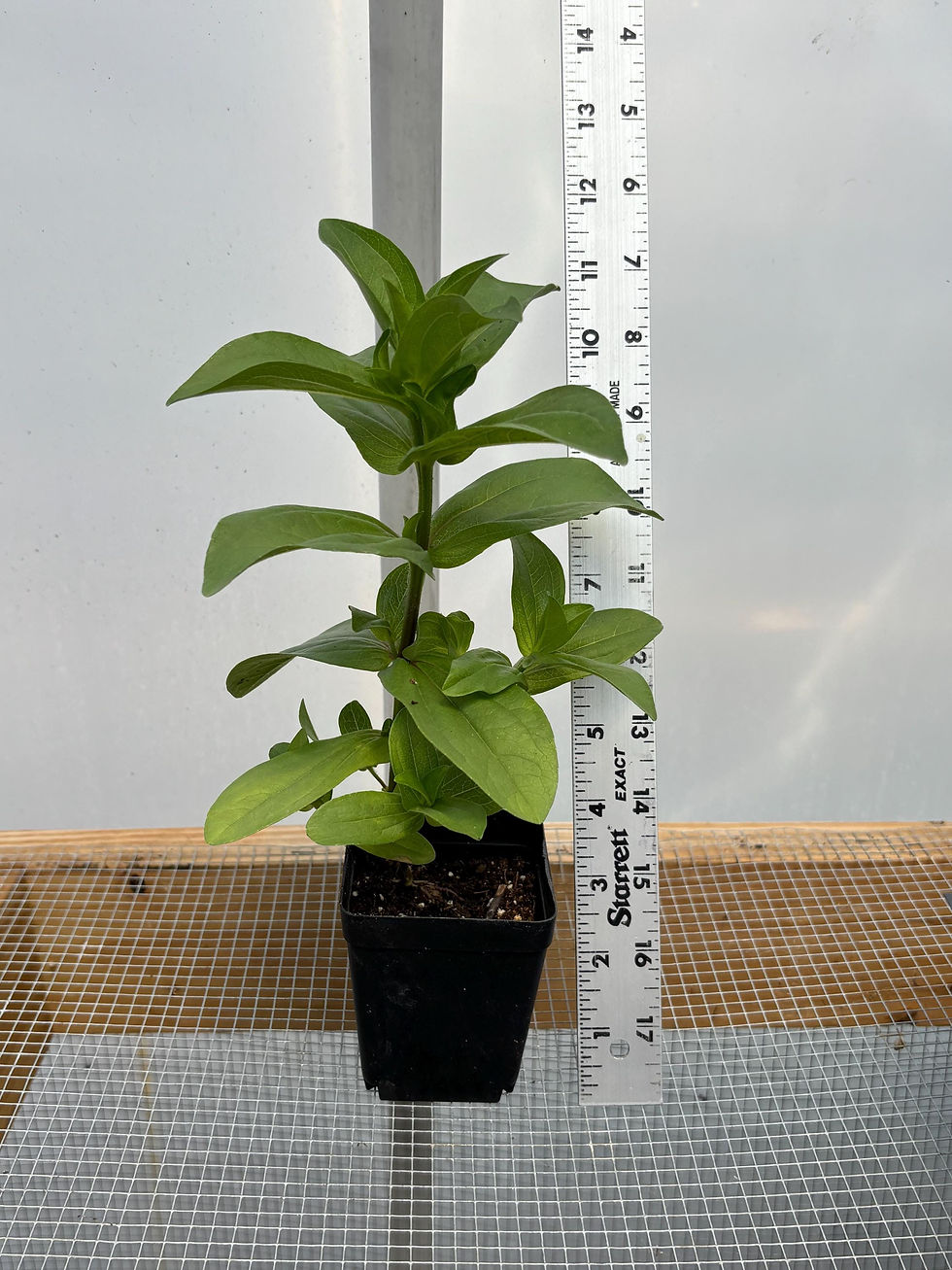 Thumbnail: Zinnia live Flower Plants - Seedlings/Plugs- 3"- 5" tall - 30-50 days old, Ready