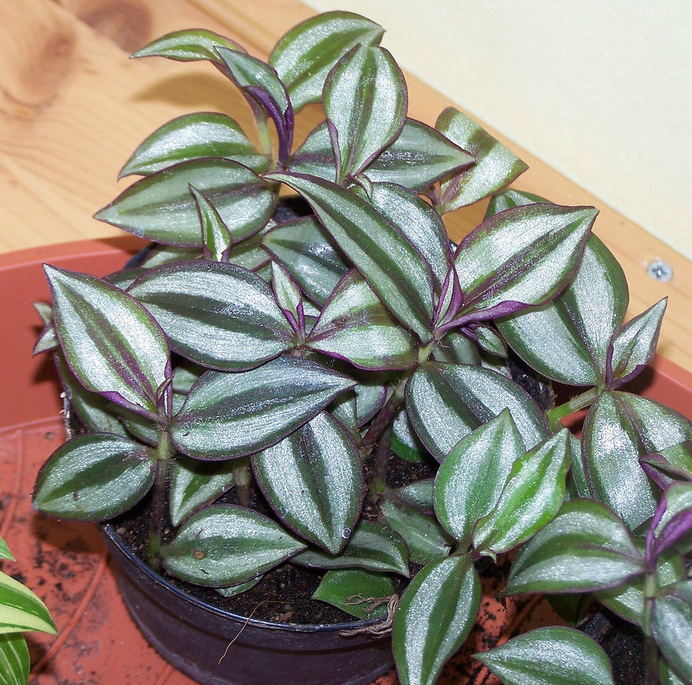 Thumbnail: Silver Inch Plant