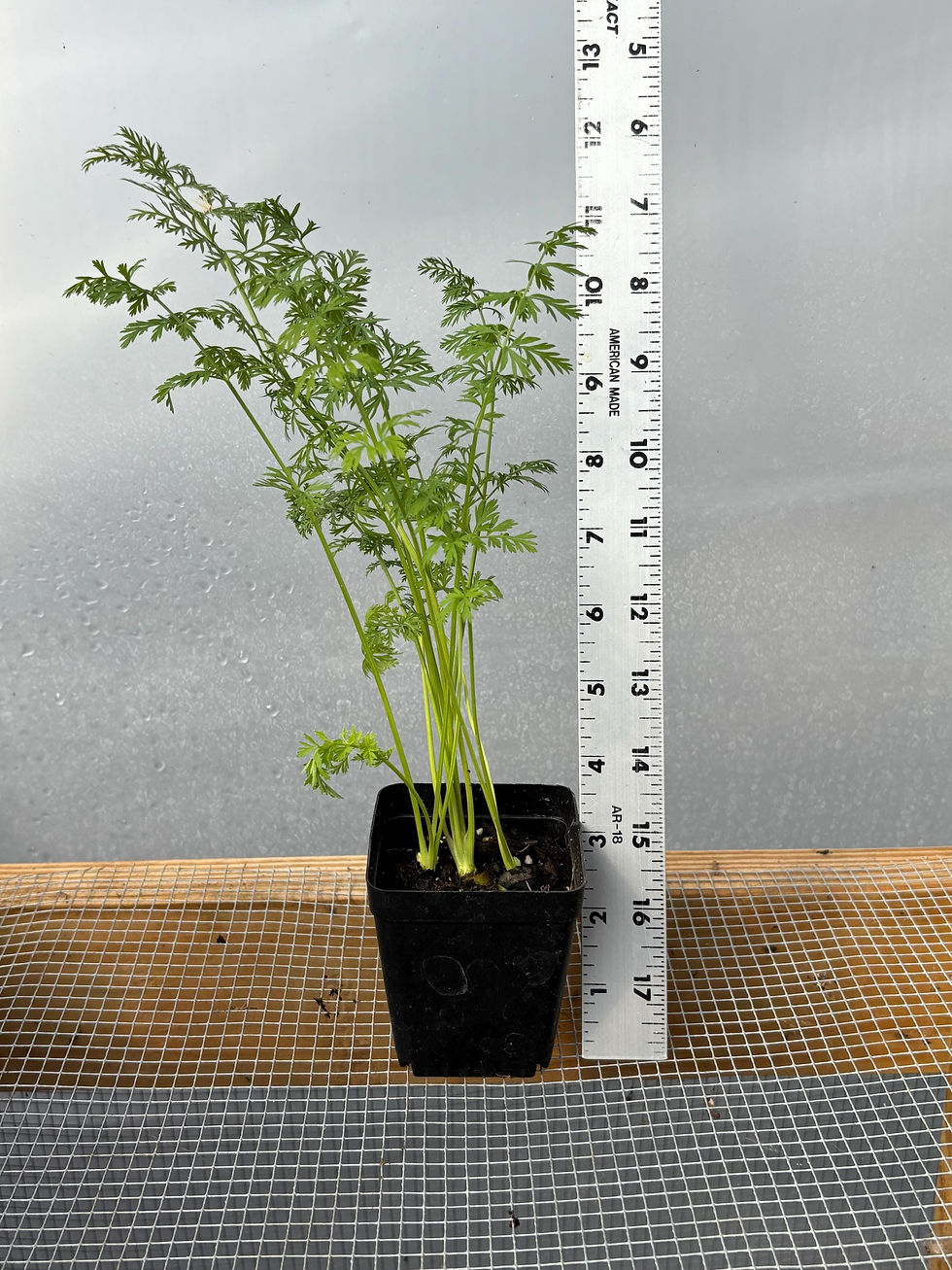 Thumbnail: Carrot Live Plant - Seedlings/Plugs and Plants - 3"- 12" tall - 30-60+ days old,