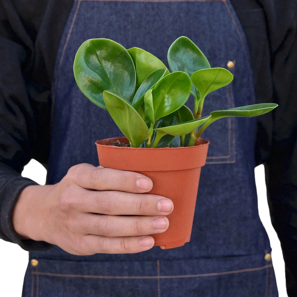 Thumbnail: Peperomia Thailand