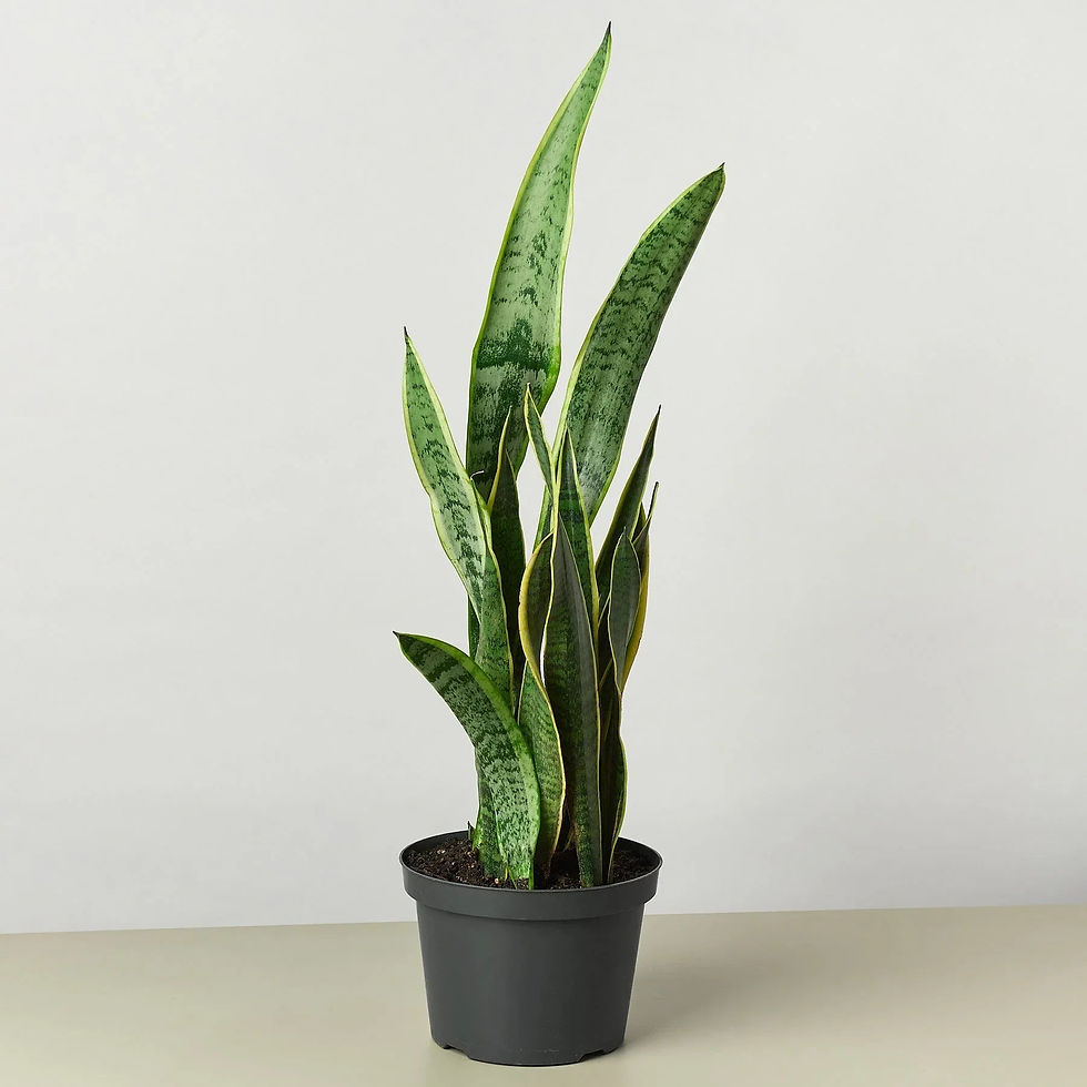 Thumbnail: Snake Plant Laurentii