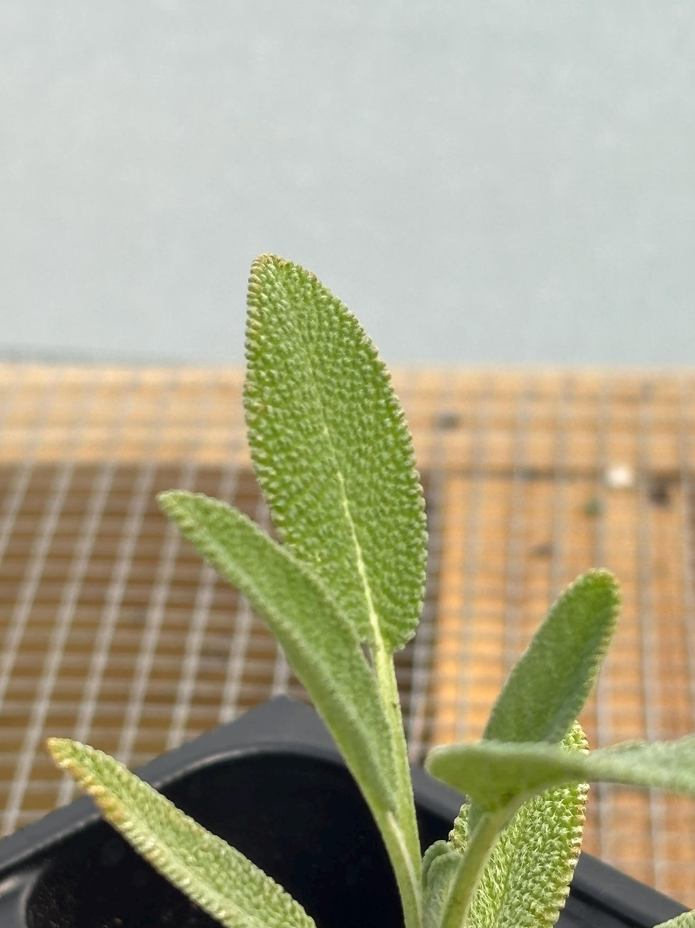 Thumbnail: Sage Live Plant - Seedlings/Plugs and Plants - 3"- 12" tall - 30-60+ days old, (