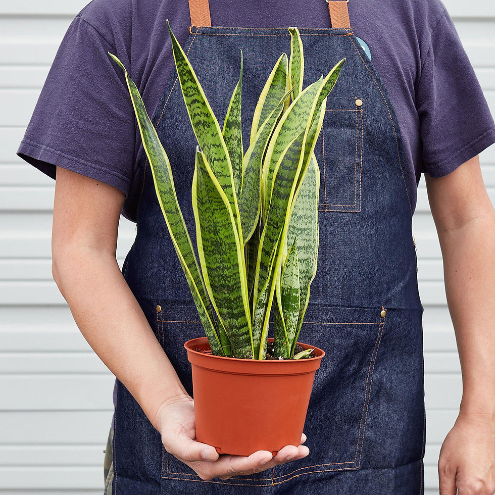 Thumbnail: Snake Plant Laurentii