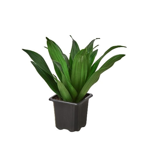 Thumbnail: Dracaena 'Janet Craig'
