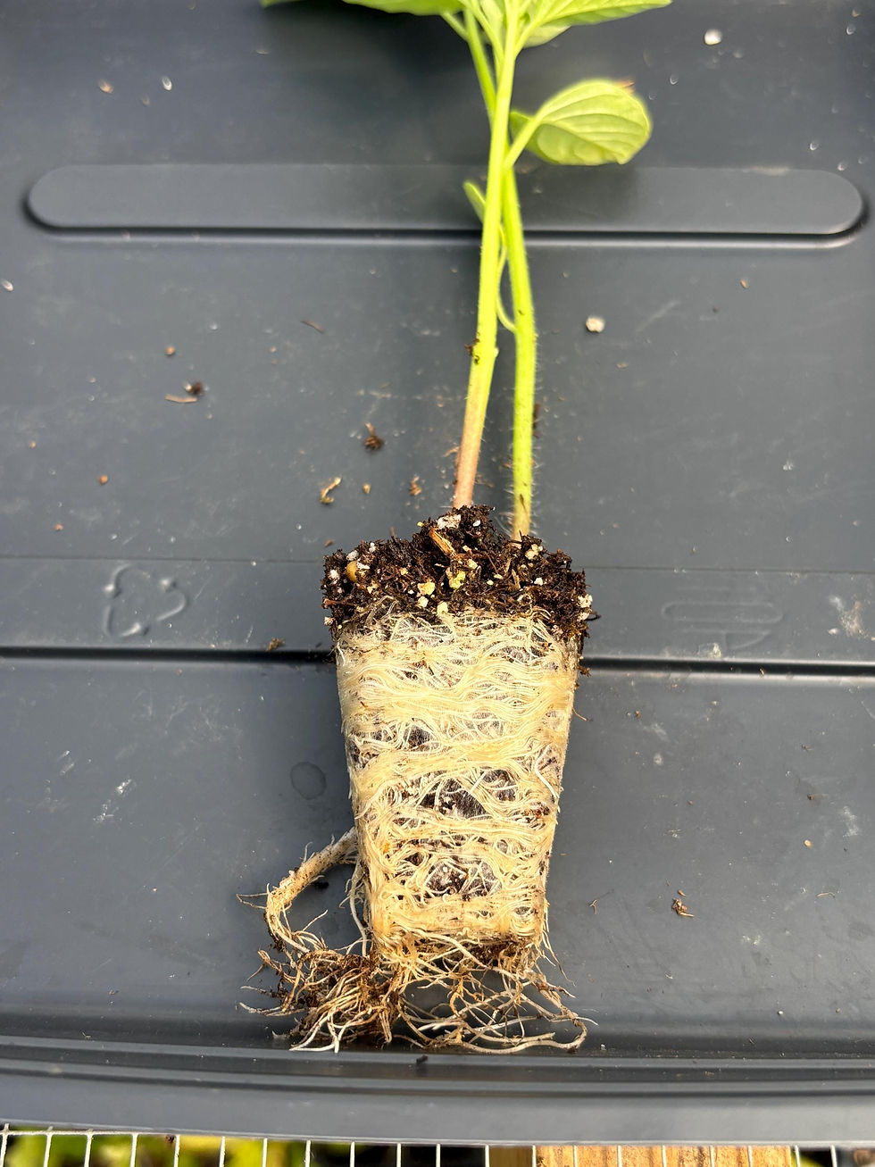 Thumbnail: Tomatillo Live Plant - Seedlings/Plugs and Plants - 3"- 12" tall - 30-60+ days o