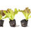 Thumbnail: Lettuce Live Plant