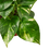 Thumbnail: Pothos 'Golden'