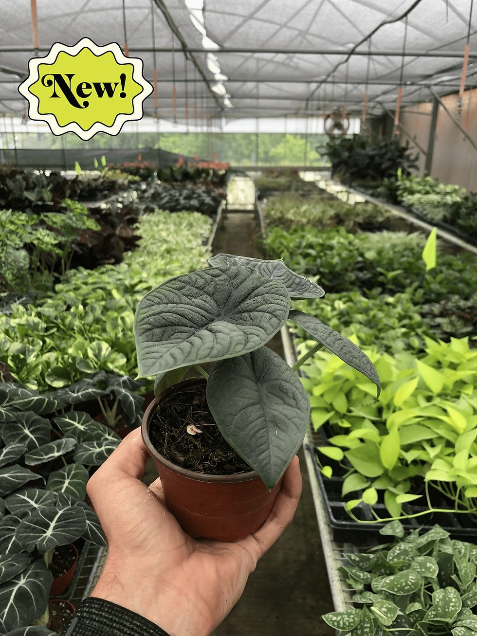 Thumbnail: Alocasia 'Melo'