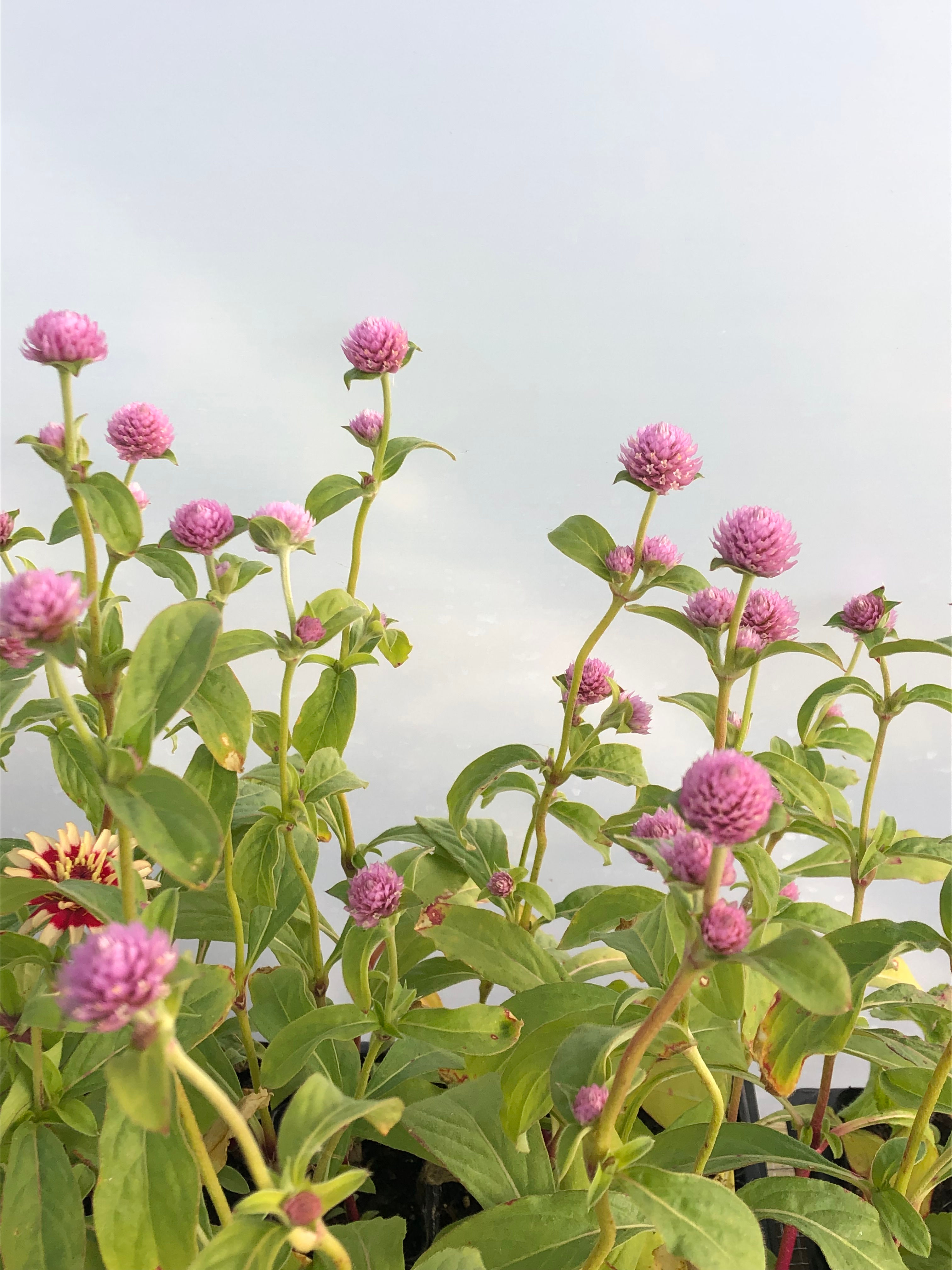Gomphrena Flower Plant