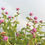 Thumbnail: Gomphrena Flower Plant