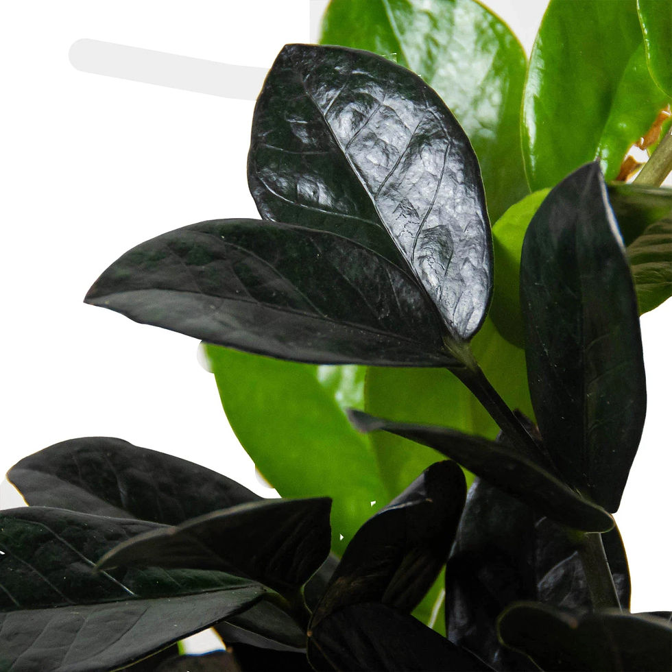 Thumbnail: ZZ Zamioculcas 'Black Queen'