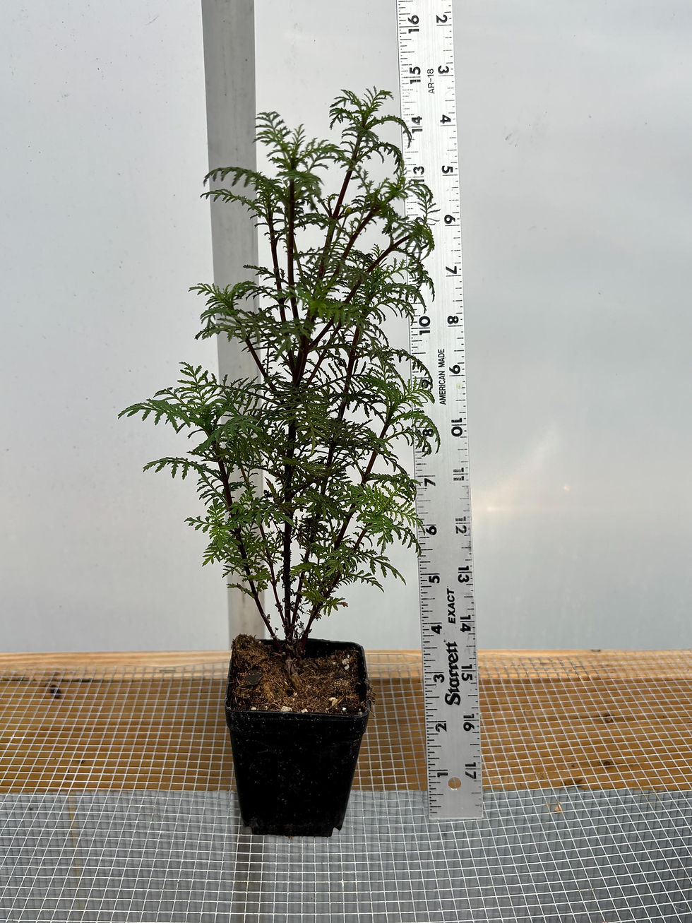 Thumbnail: Marigold Live Plants - Seedlings/Plugs- 3"- 6" tall - 30-50 days old, Ready to t