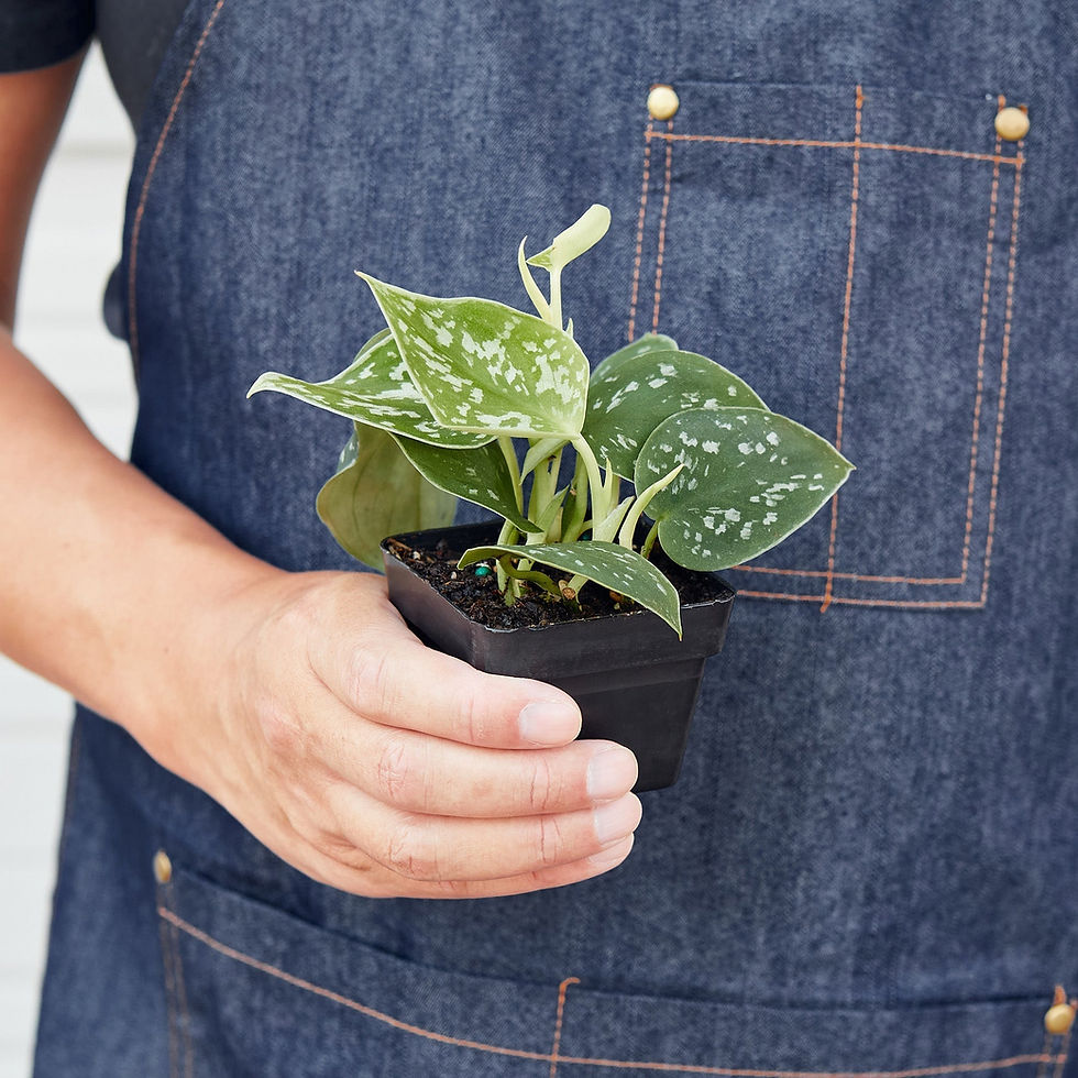 Thumbnail: Pothos 'Satin'