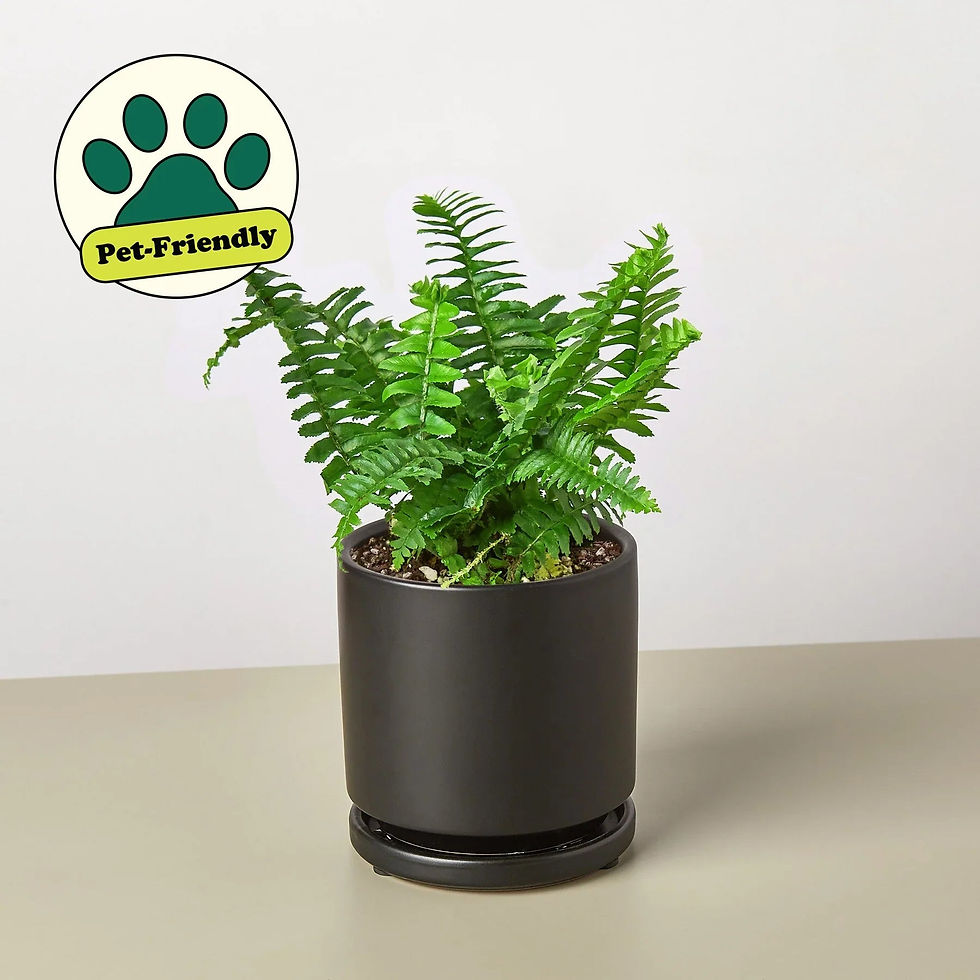 Thumbnail: Jester's Crown Fern