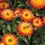 Thumbnail: Strawflower Flower Plant