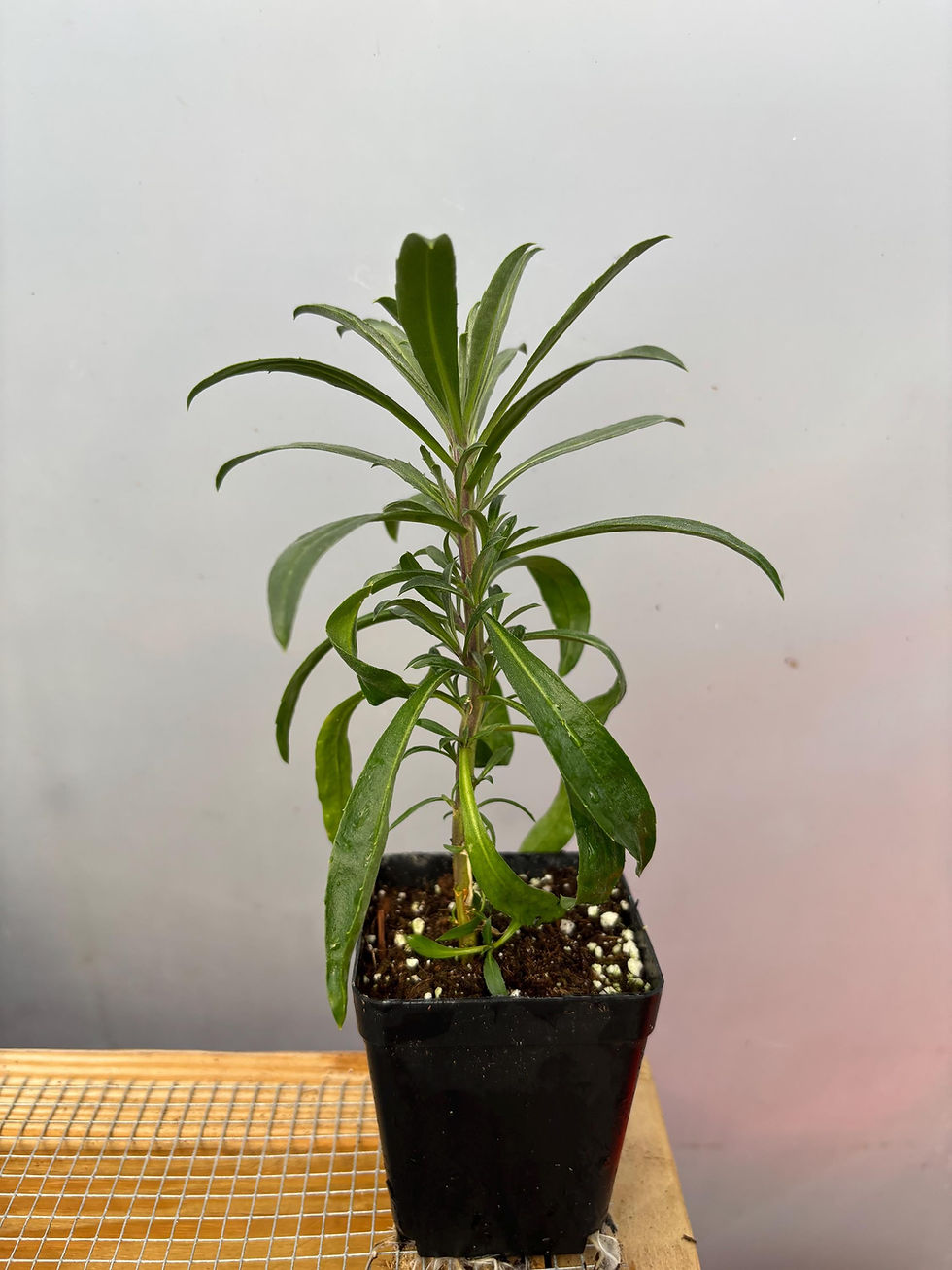 Thumbnail: Erysimum 'Winter Orchid' Live Plants - Fragrant Color-Changing Wallflower - Copp