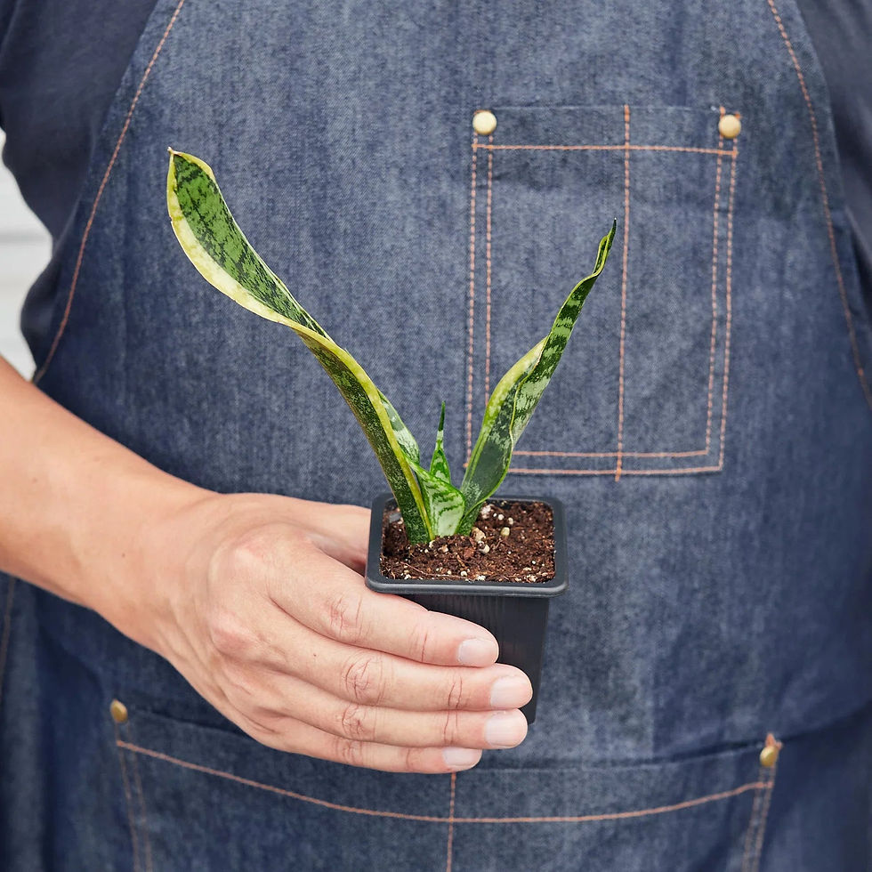 Thumbnail: Snake Plant Laurentii