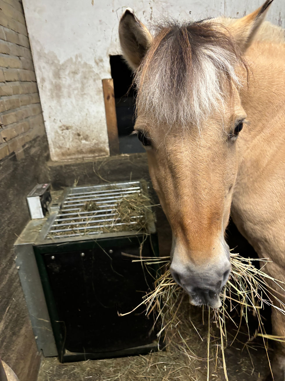 Fjord Ozzy bij zijn FeedingMaster Pro