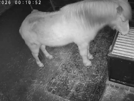 Islandpferde FeedingMaster