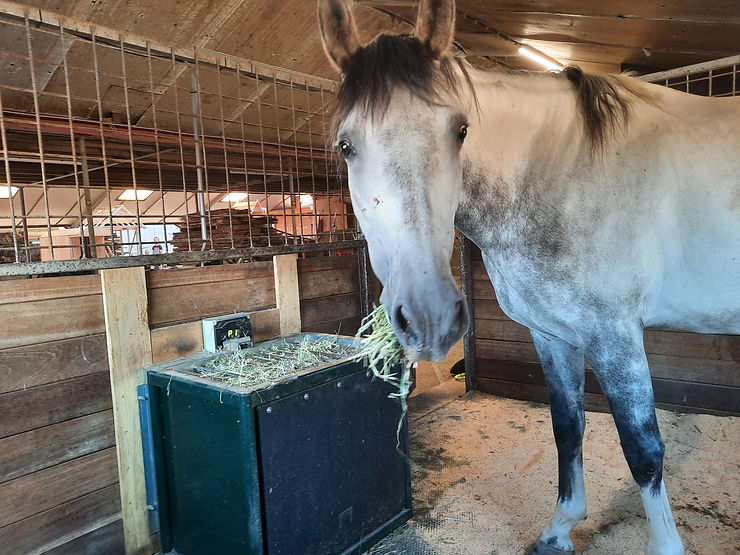 Paard met FeedingMaster