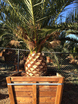 Canary Island Date Palm