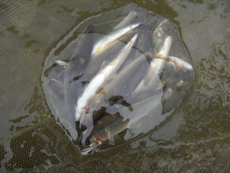 ２０日、釣りました。