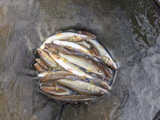 16日 約3時間の釣り