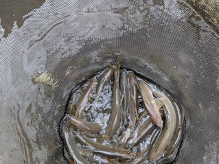 釣果報告です。