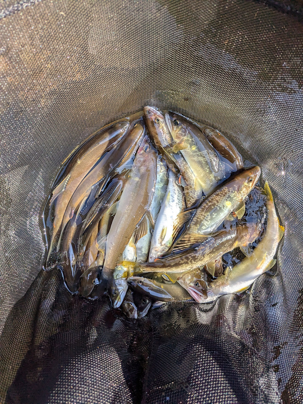7月10日の釣果!
