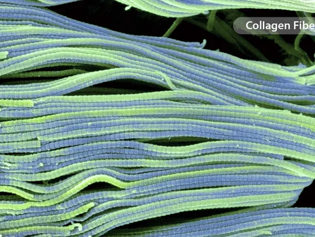 Collagen and Your Body: What to Know