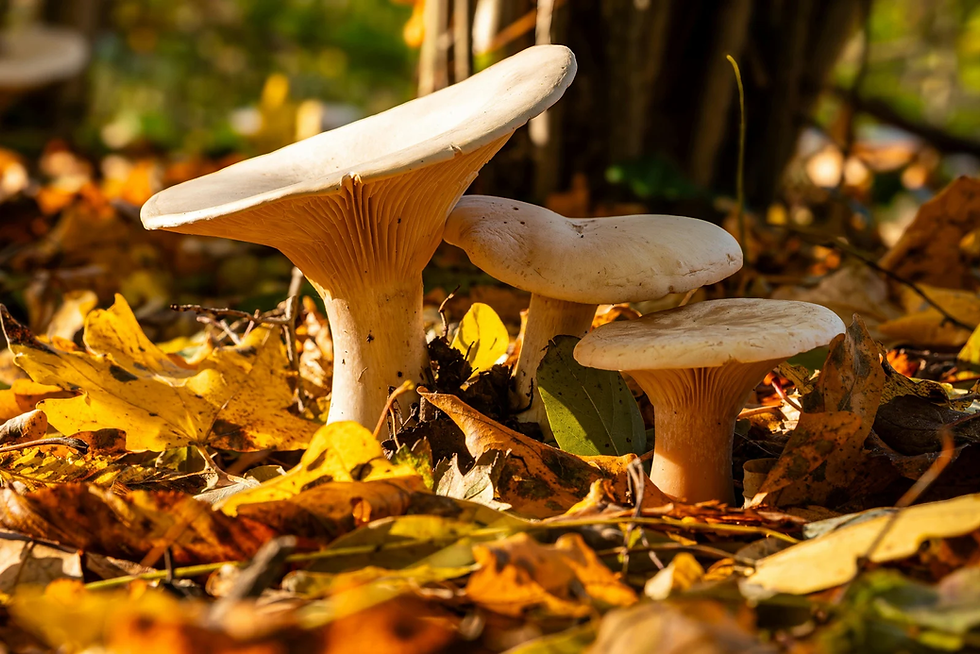3 Wild Mushrooms That Could Save Your Life