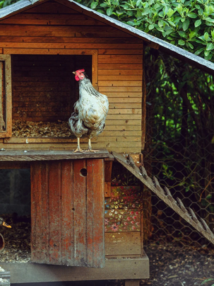 What Every New Homesteader Should Know About Chickens