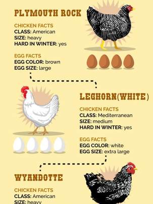 The Best Egg Laying Chickens For Your Homestead