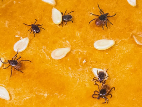 Why are tick bites sending so many people to the emergency room this summer?