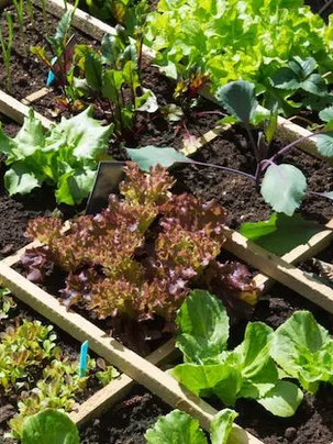 6 Best Survival Garden Layouts [With Crop Lists & Square Footage]