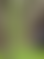 Eastern Wild Turkey: The King of Longbeards