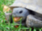 Gopher Tortoise