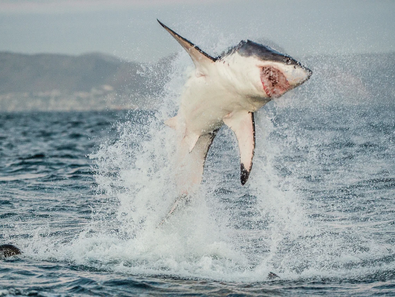 Cape Cod’s Great White Shark Comeback