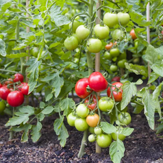 The 12 Best Tomato Companion Plants For Your Best Crop Ever