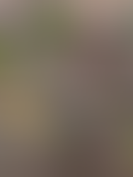 25 Edible Wild Plants To Forage For In Early Spring