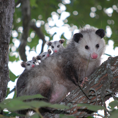 That Possum Might Be Helping You