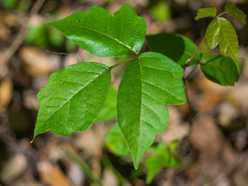 The Poison Ivy Mistake Hikers Keep Making