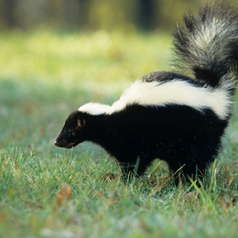 Keeping Skunks Out of the Homestead Without Making War on Wildlife