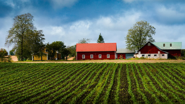 The Old-School Way to Preserve Your Harvest: Why Every Prepared Household Should Know How to Make Food Powders