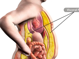 The Facts About Belly Fat